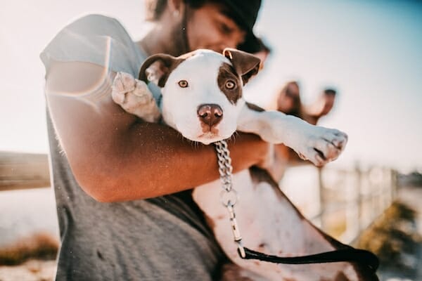 Your guide to adopting a shelter dog
