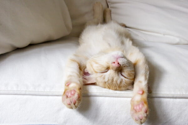adopting a cat