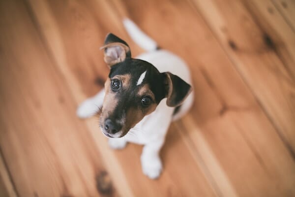 How to become a foster carer for pet rescue