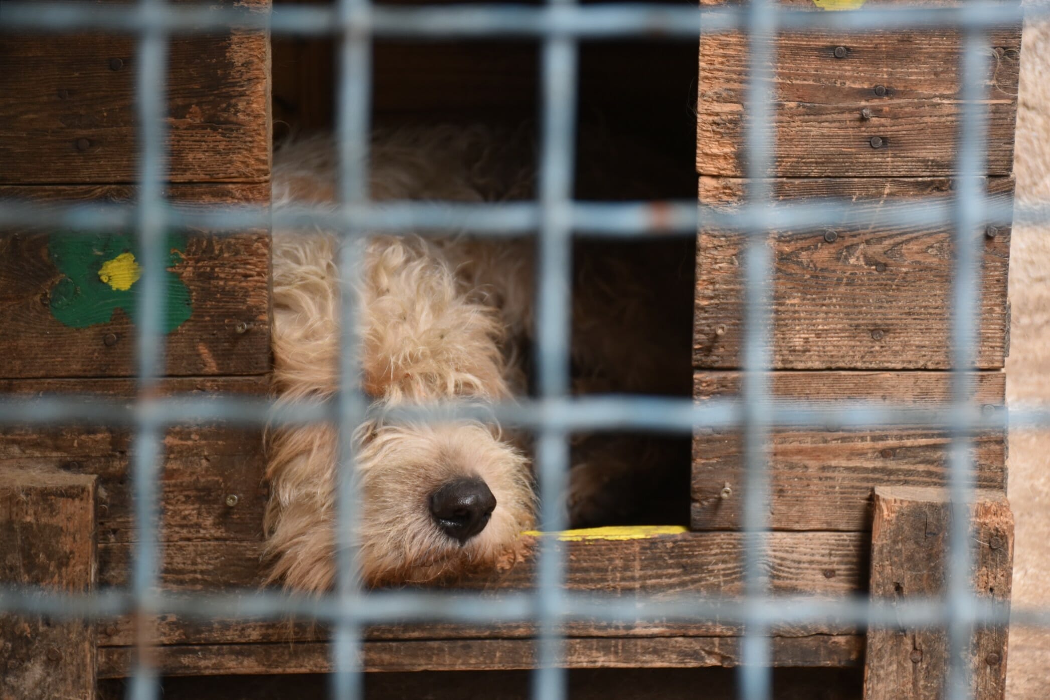 no-kill animal shelter