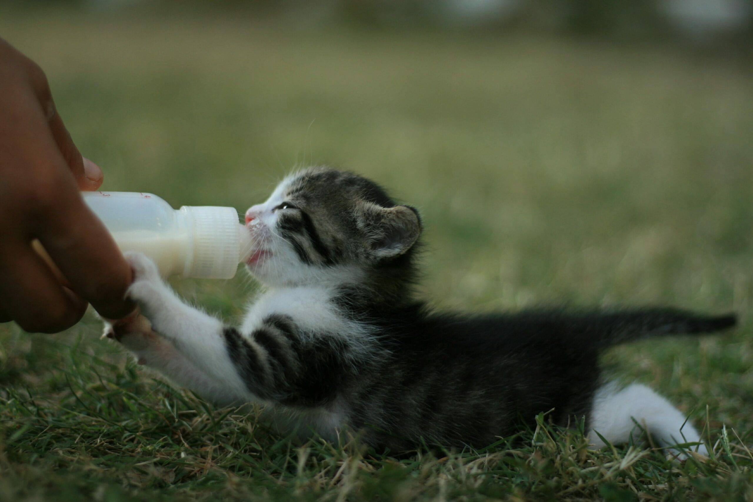 how to bottle feed kittens