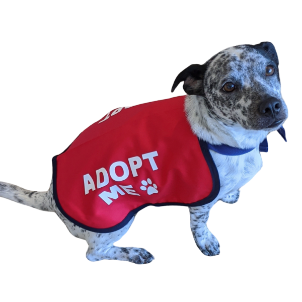 Adopt me vests - Image 5