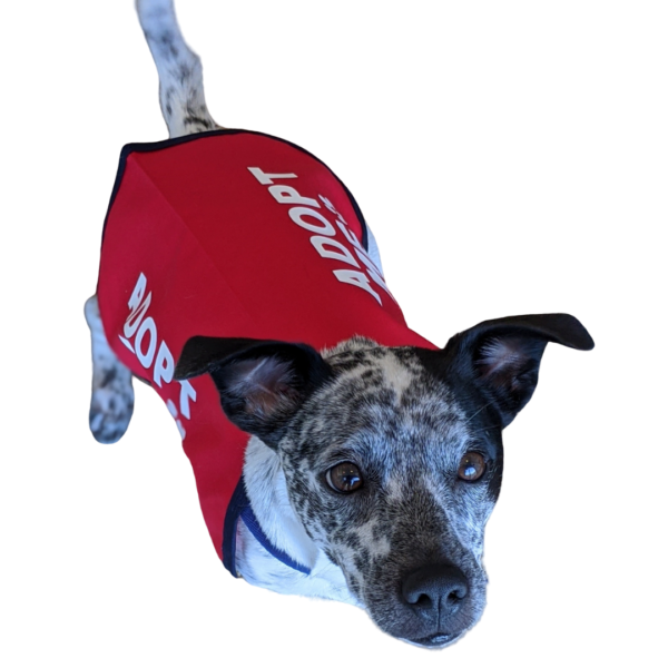Adopt me vests - Image 6