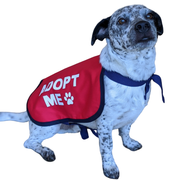 Adopt me vests - Image 2