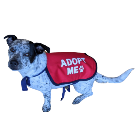 Adopt me vests