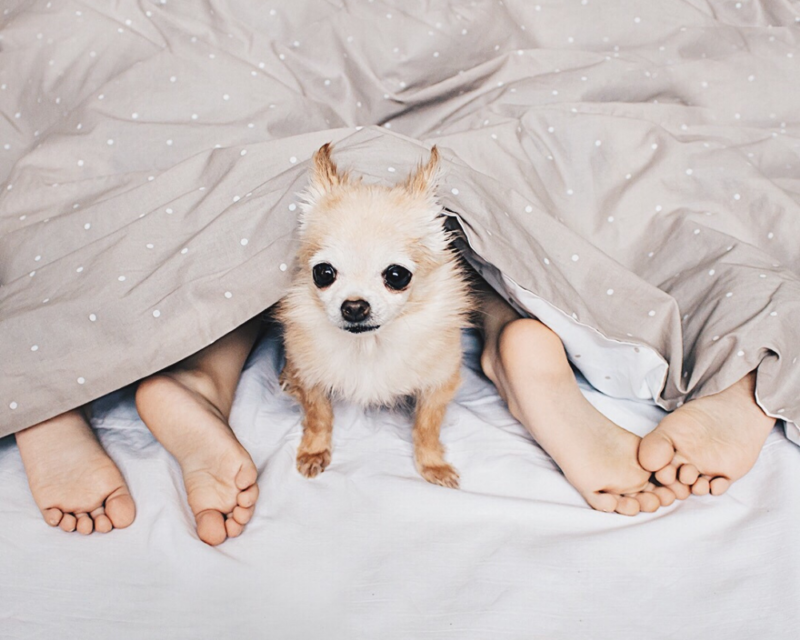 How to prepare your home for a new pet