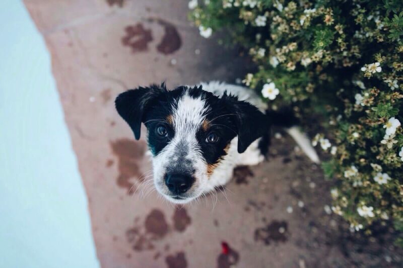 Puppy's first year firsts