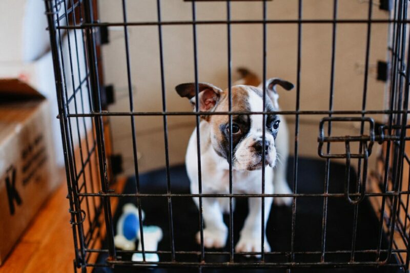 Basics of crate training