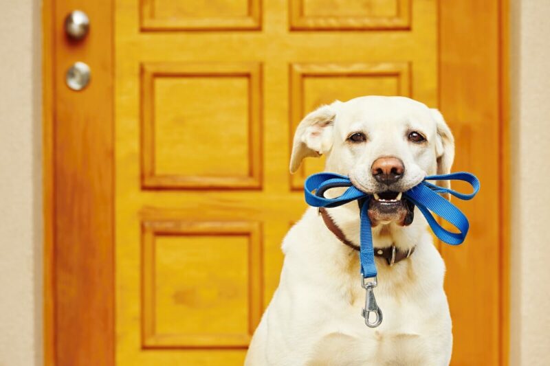 Potty Training Your Puppy: The Complete Guide