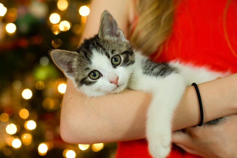 Cat Grooming at Home
