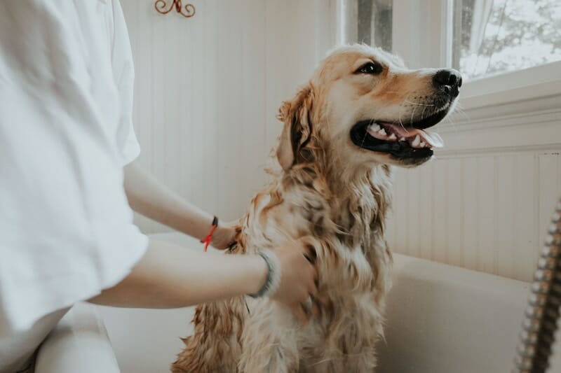 Dog grooming at home