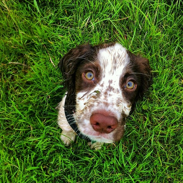 Buyer's Guide: How to Choose a Pet Loo For Your Dog