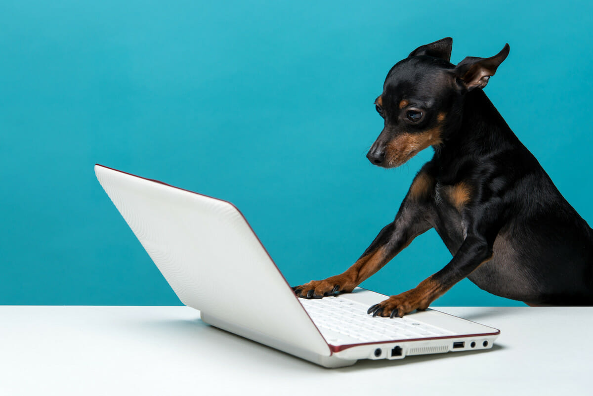 How to make your animal fundraiser material stand out