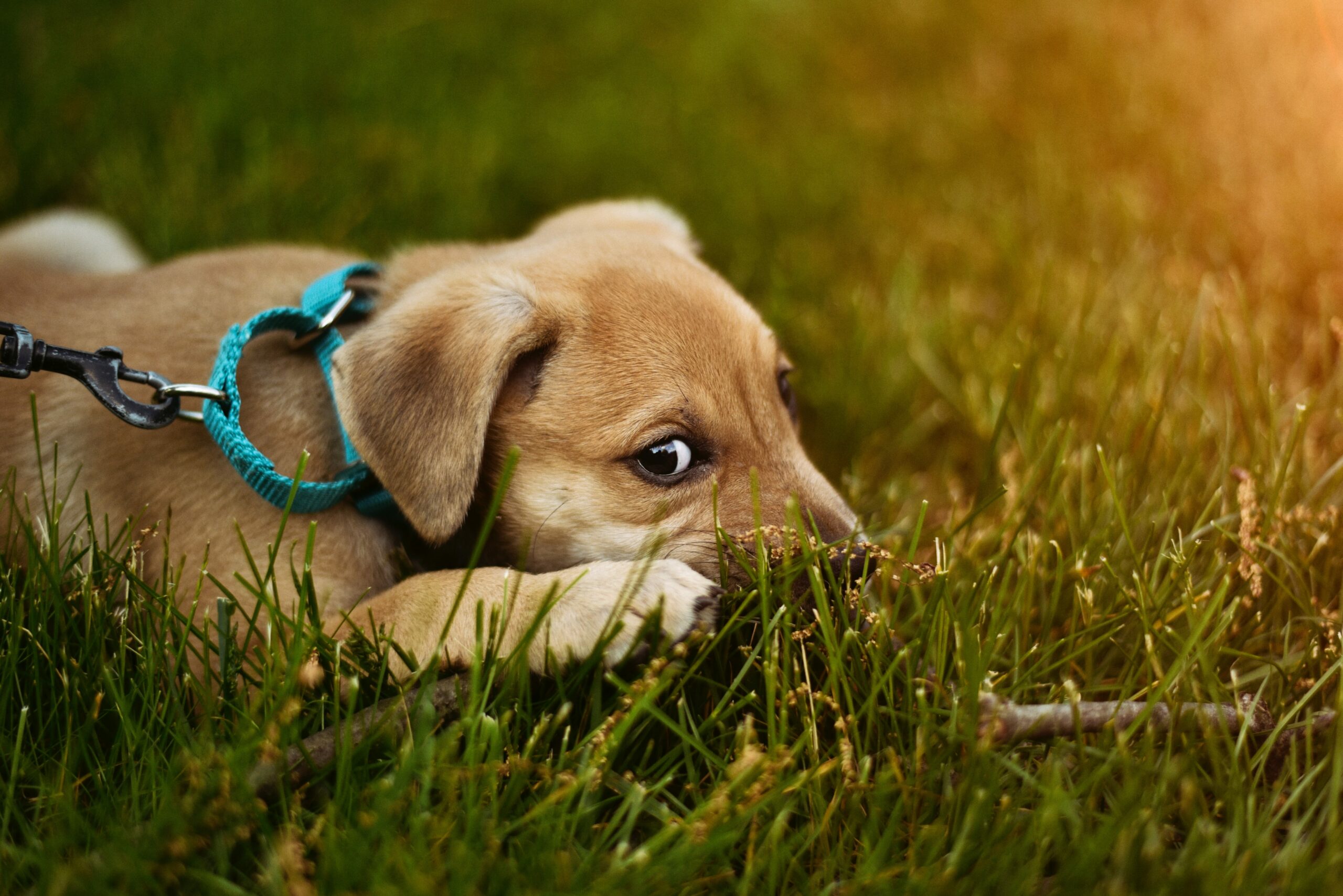can dogs eat grass?