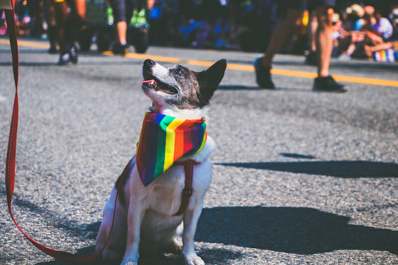 Let’s talk rescue and what it means to “adopt, don’t shop”