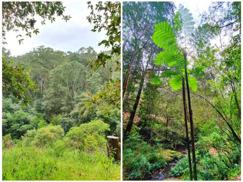 dog walks nsw bidjigal reserve